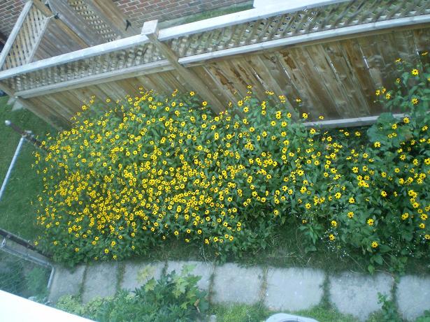 Side Yard Flowers